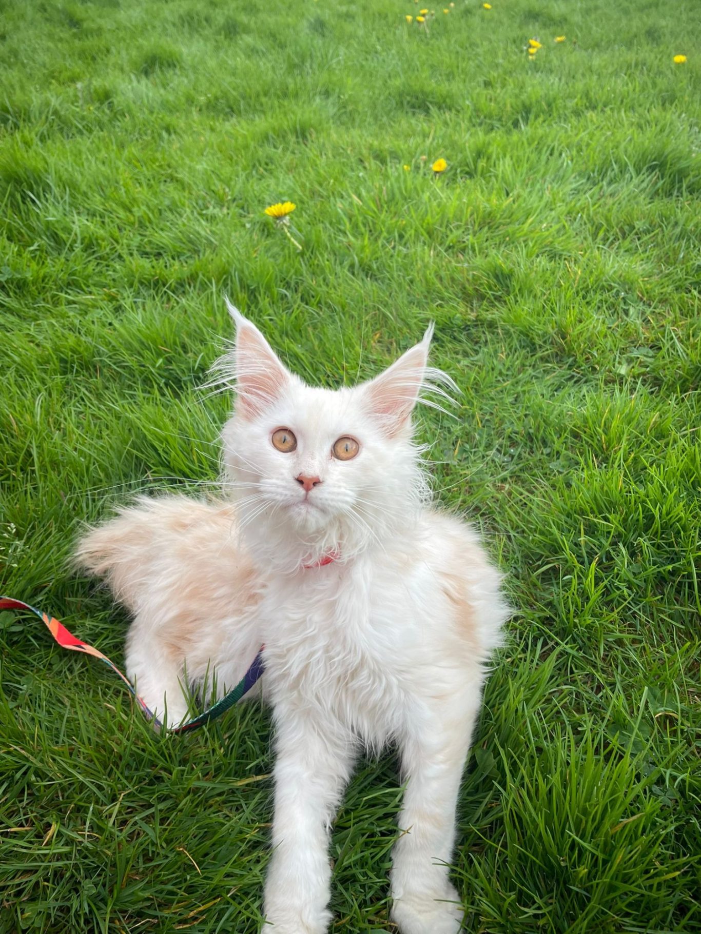 Calypso 5 months